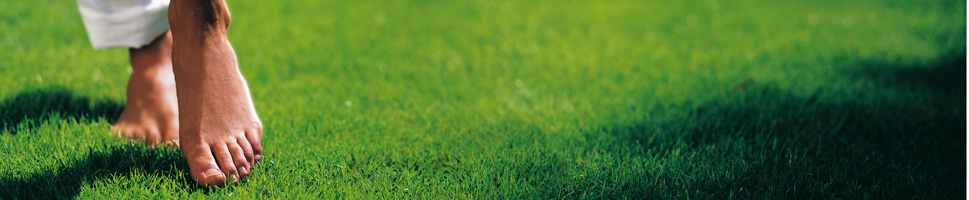 Viano Organic Fertilisers